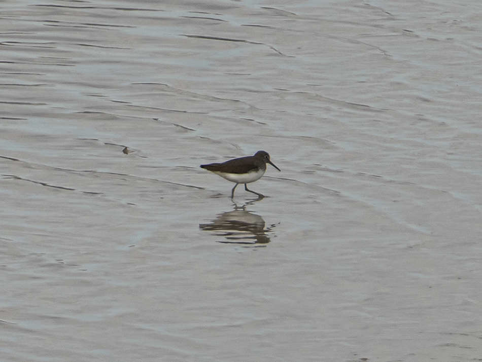 Green Sandpiper