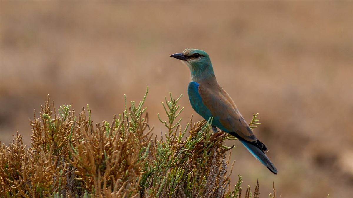European Roller