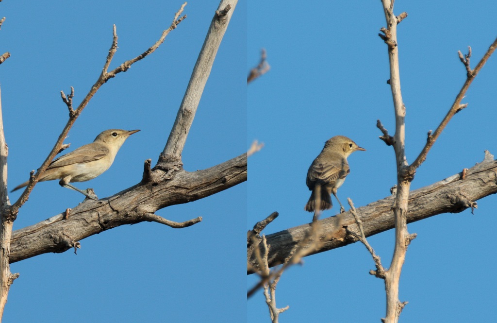 Eastern Olivaceous Warbler