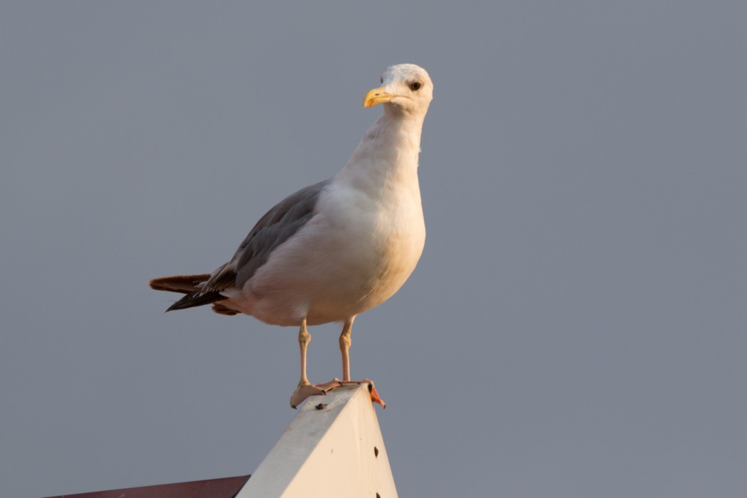 Caspian Gull