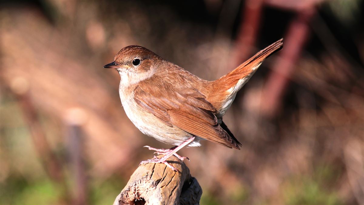 Common Nightingale
