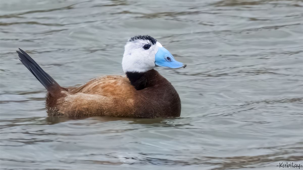 White-headed Duck