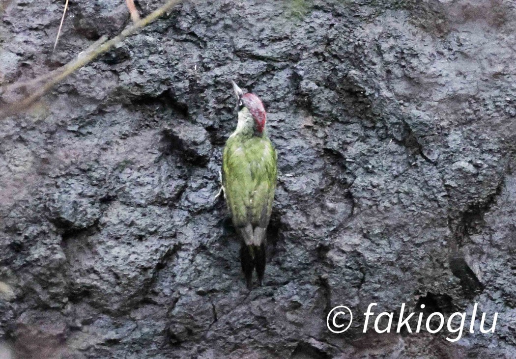 European Green Woodpecker