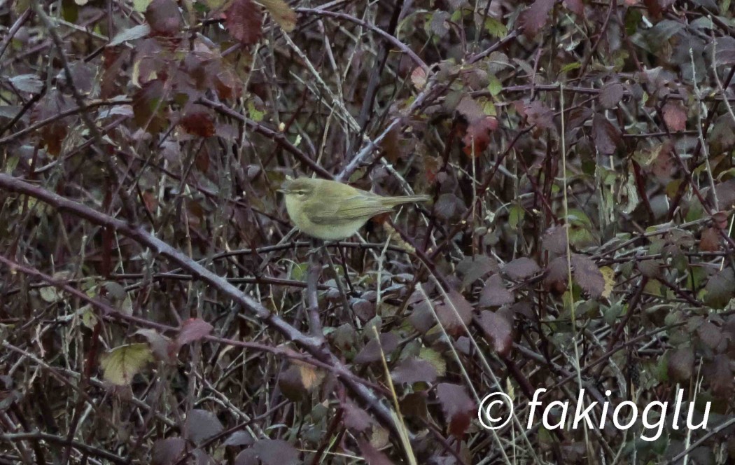 Common Chiffchaff