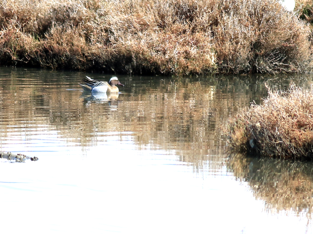 Garganey