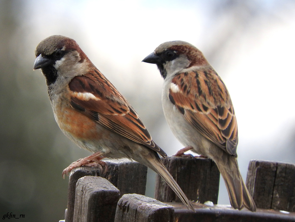 House Sparrow