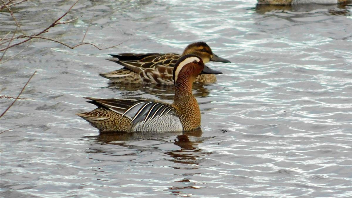 Garganey