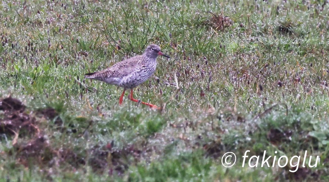 Common Redshank