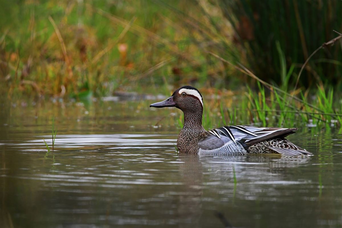 Garganey