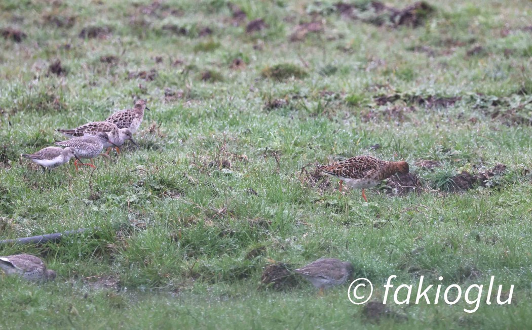 Dunlin