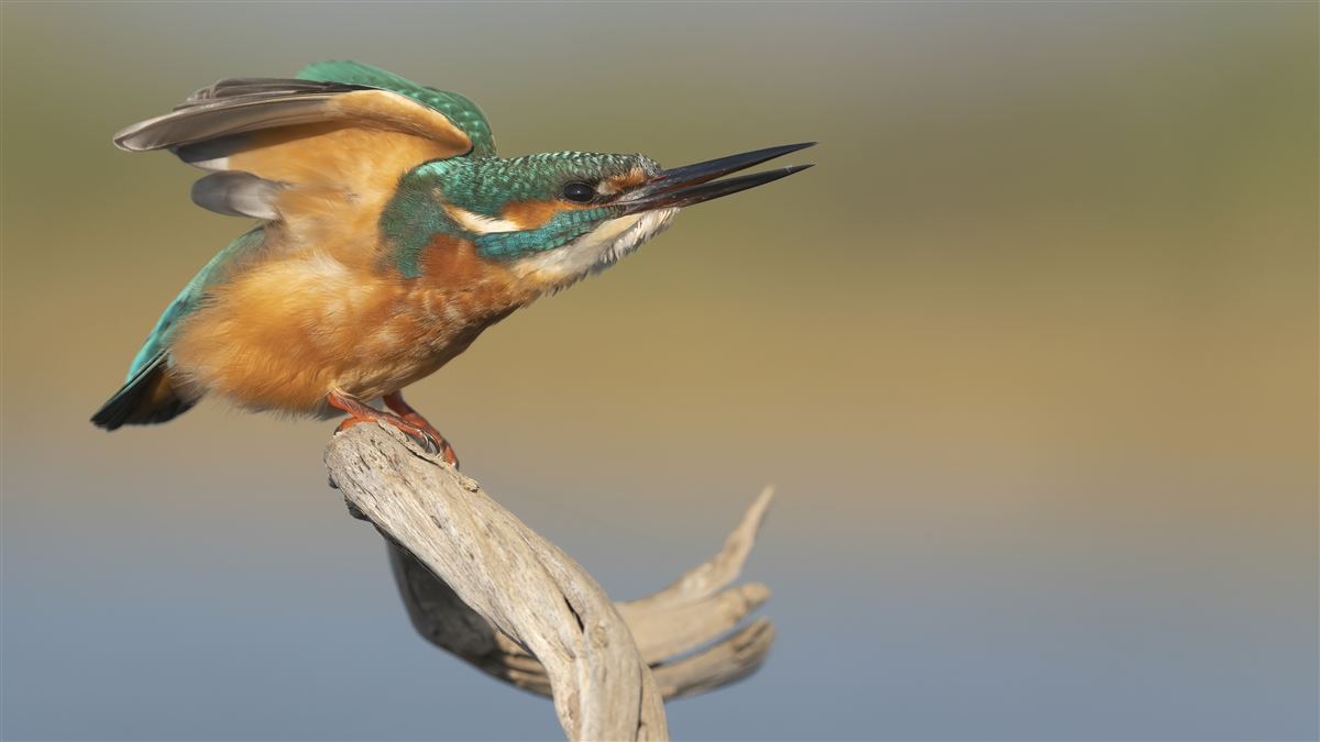 Common Kingfisher