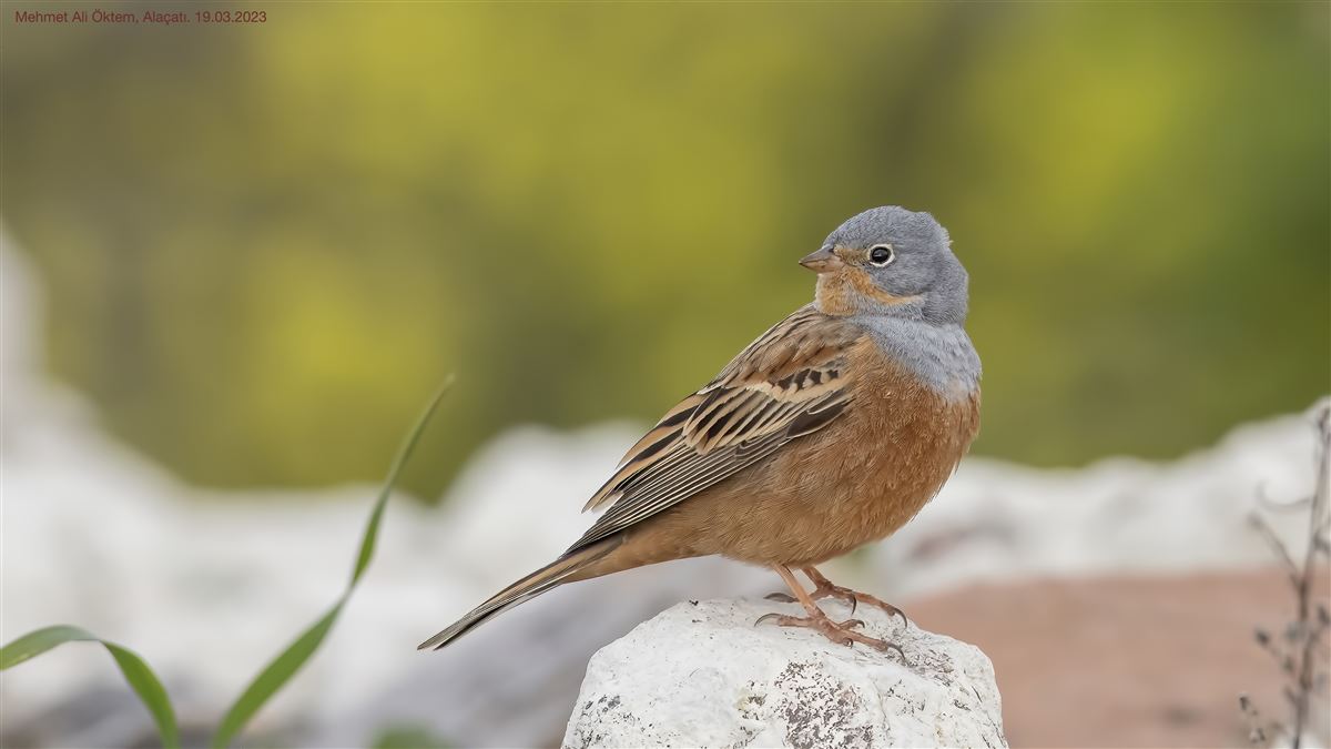 Cretzschmar`s Bunting