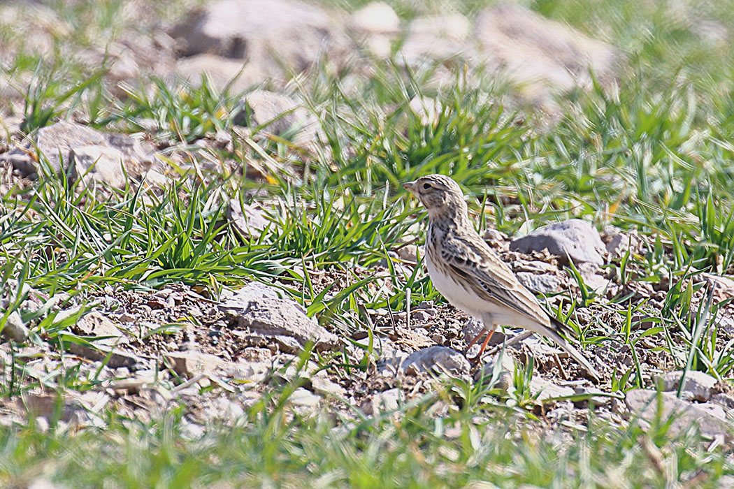 Turkestan Short-toed Lark