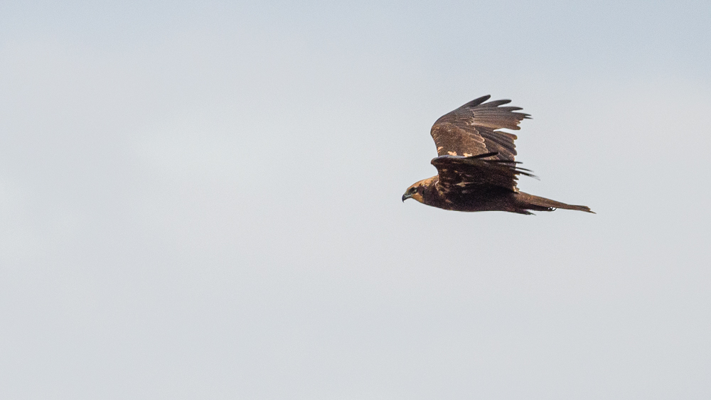 Western Marsh Harrier