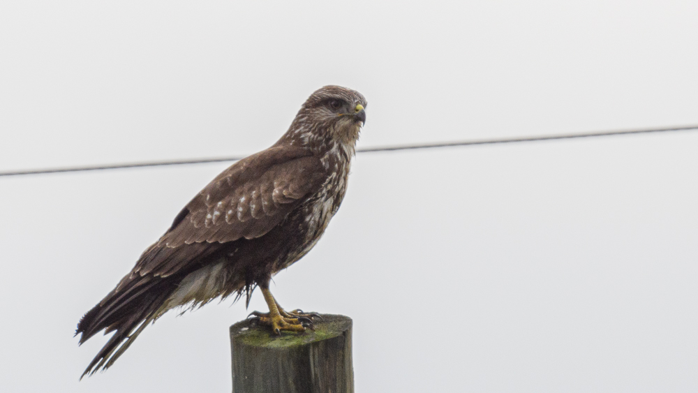 Common Buzzard