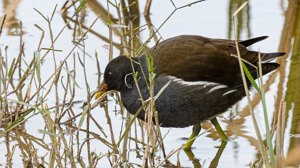Common Moorhen