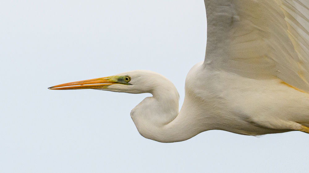 Great Egret