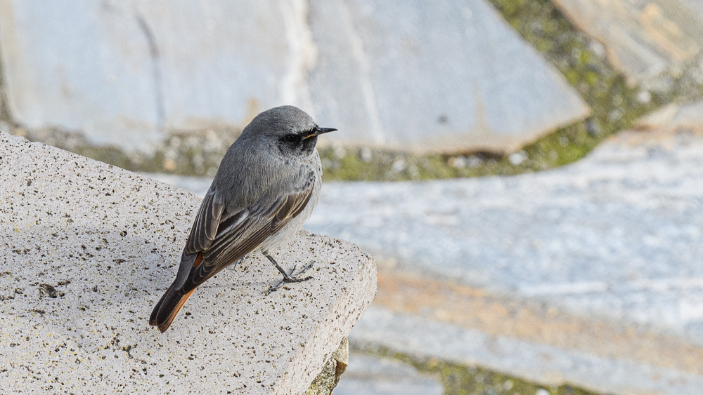 Black Redstart