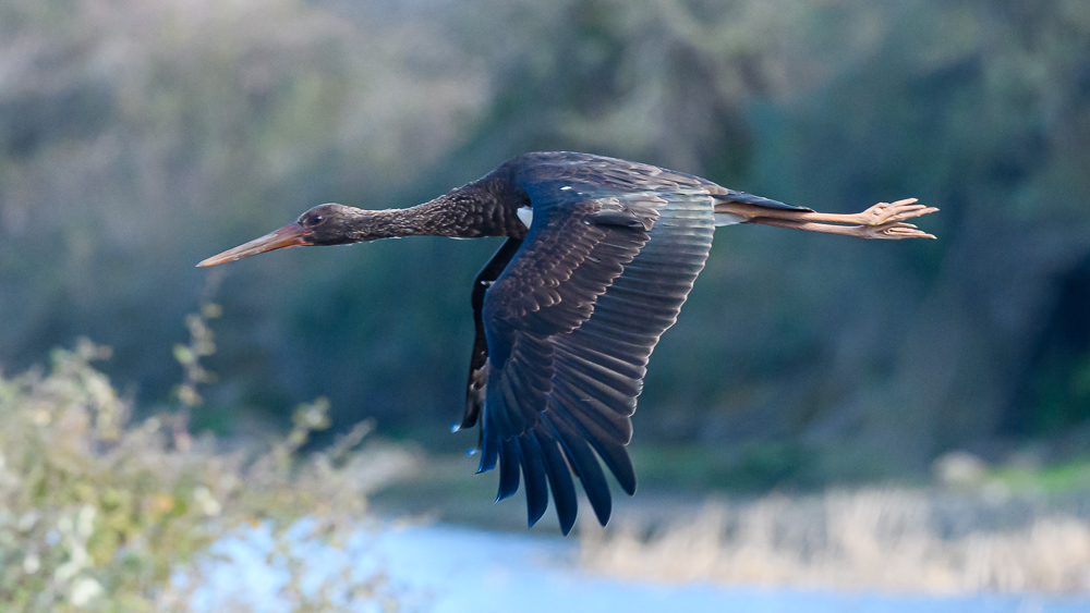Black Stork