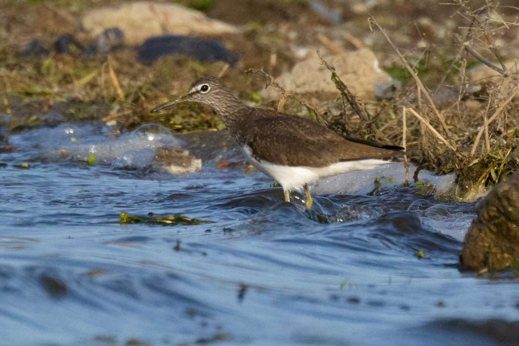 Green Sandpiper