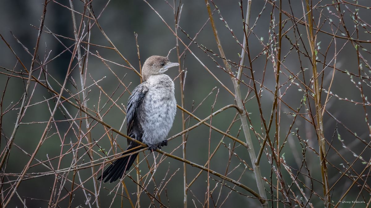 Pygmy Cormorant