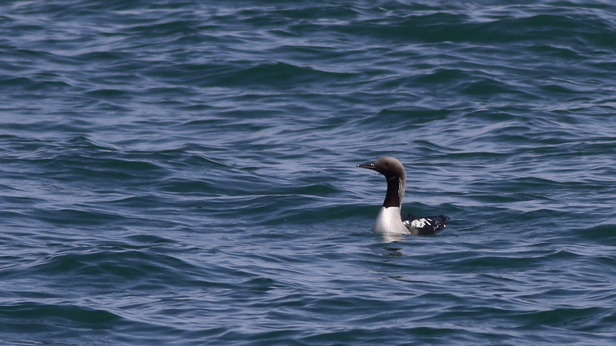 Black-throated Loon