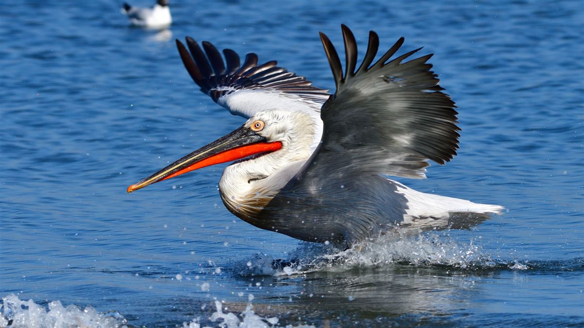 Dalmatian Pelican