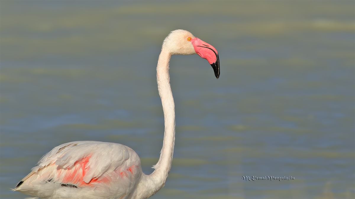 Greater Flamingo