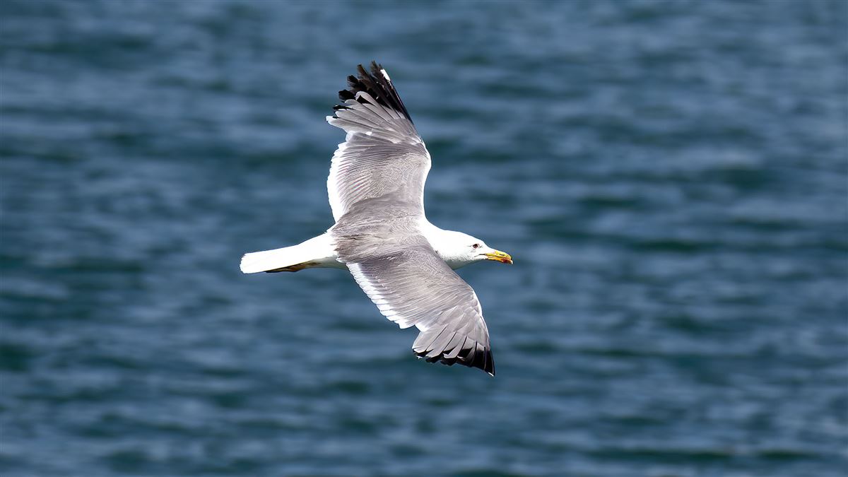 Armenian Gull