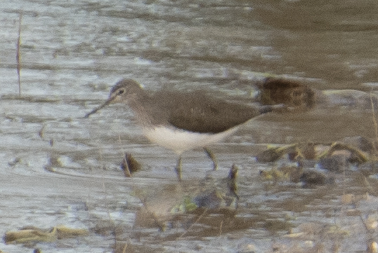 Green Sandpiper