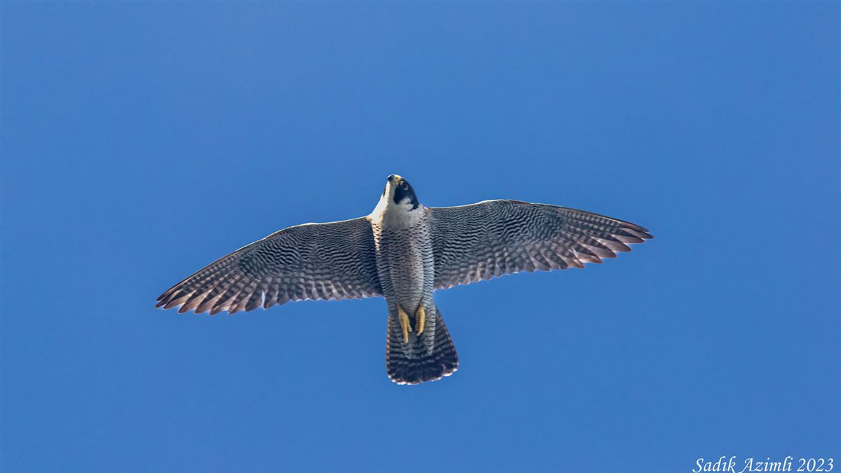 Peregrine Falcon