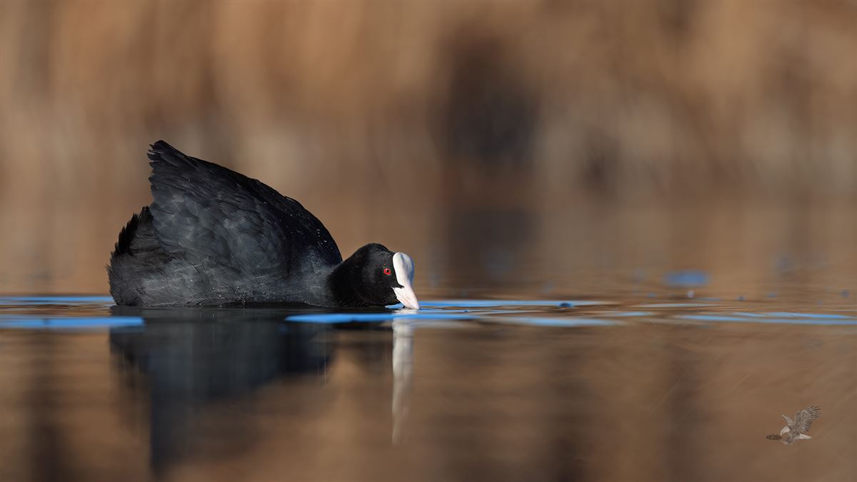 Eurasian Coot