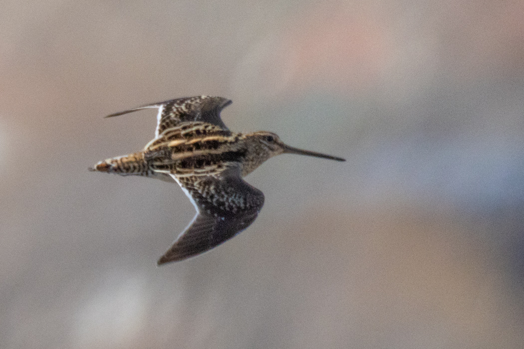 Common Snipe