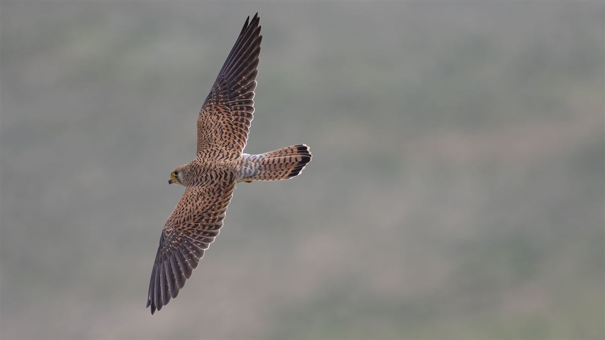Common Kestrel