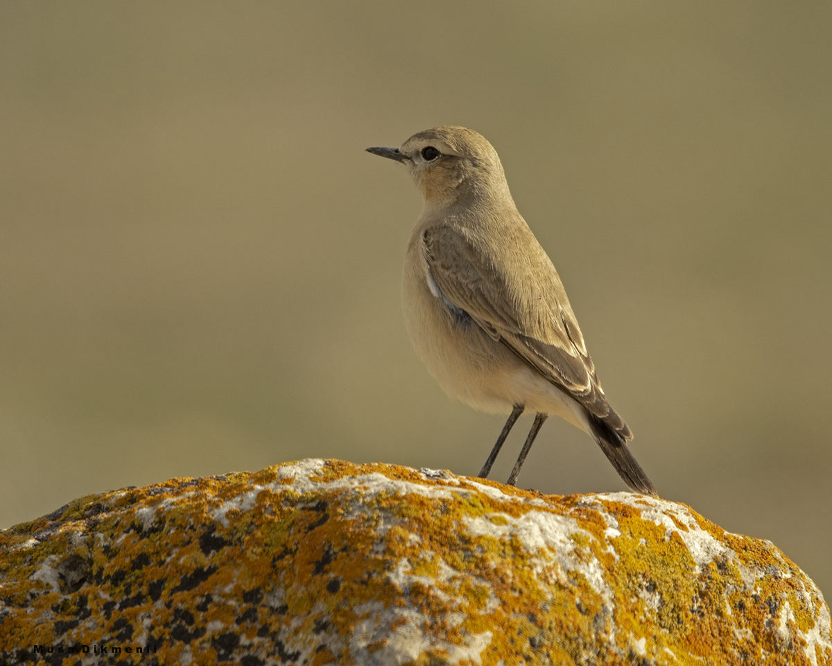 Isabelline Wheatear