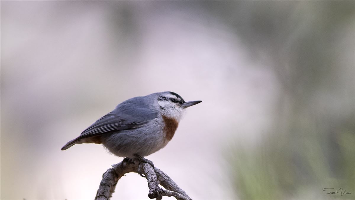 Krüper`s Nuthatch