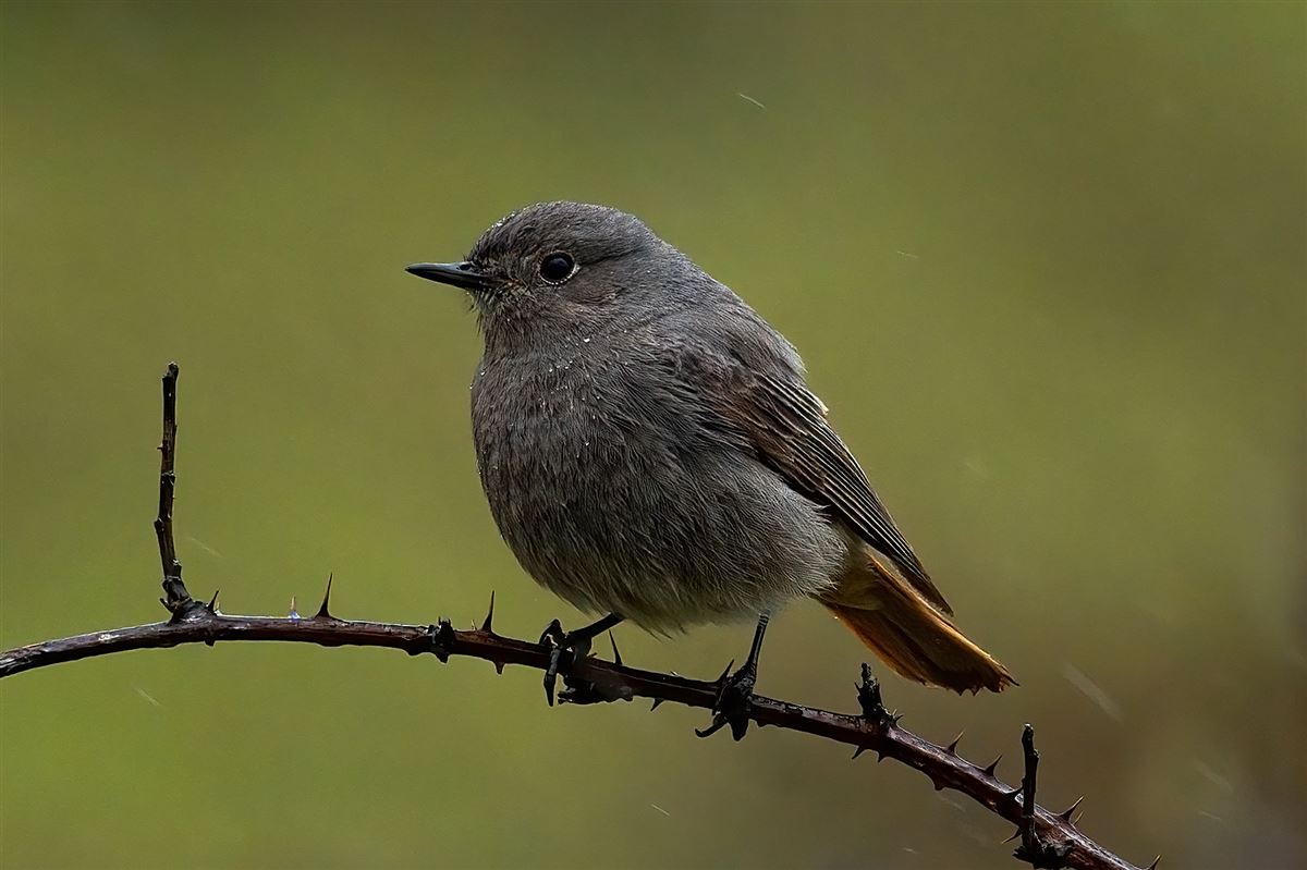 Black Redstart