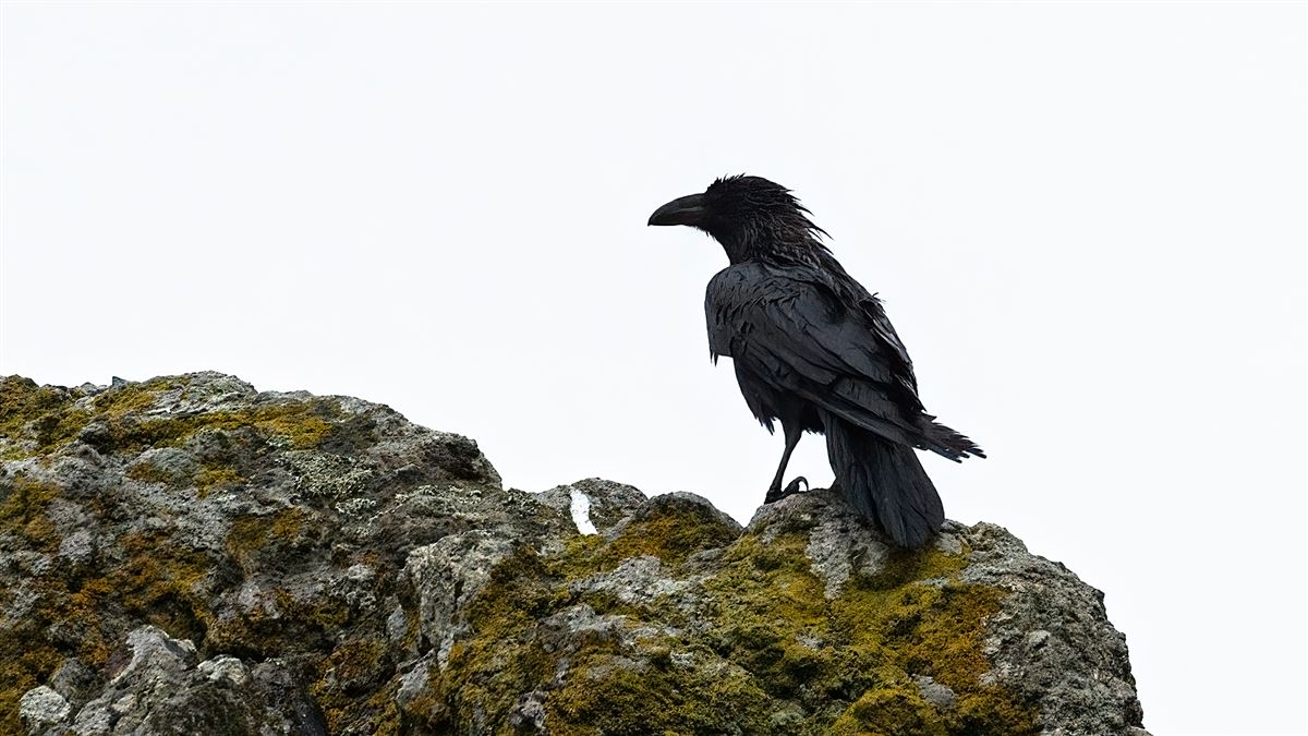 Northern Raven