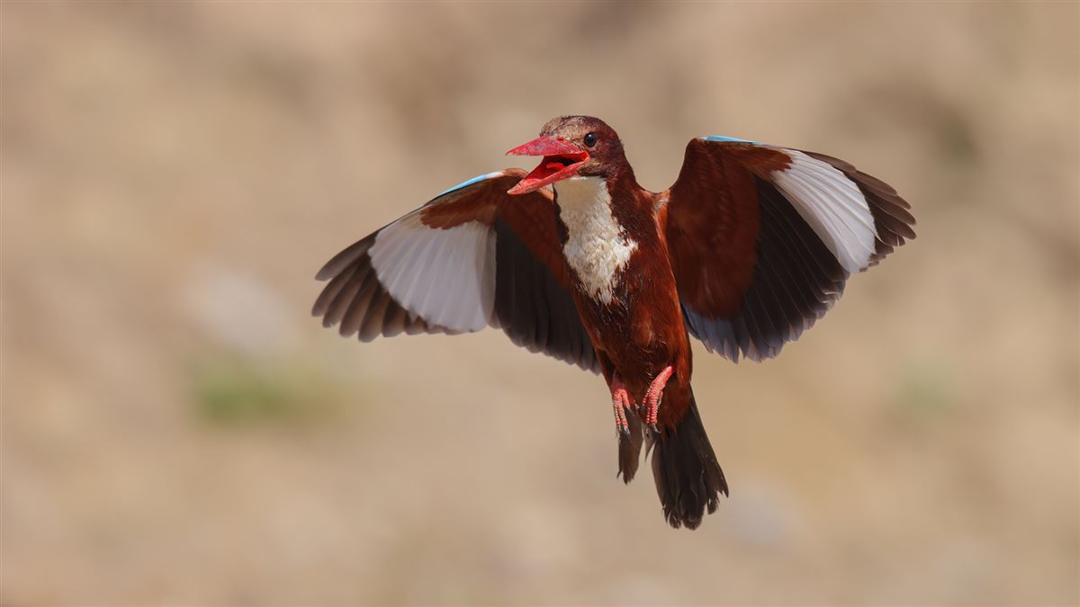 White-throated Kingfisher