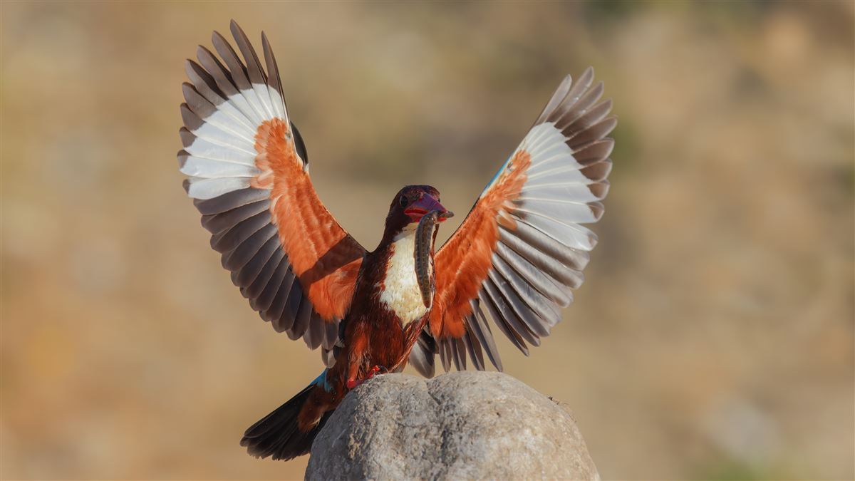 White-throated Kingfisher