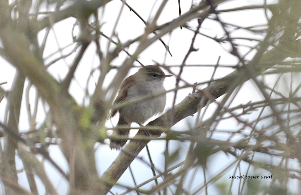 Cetti`s Warbler