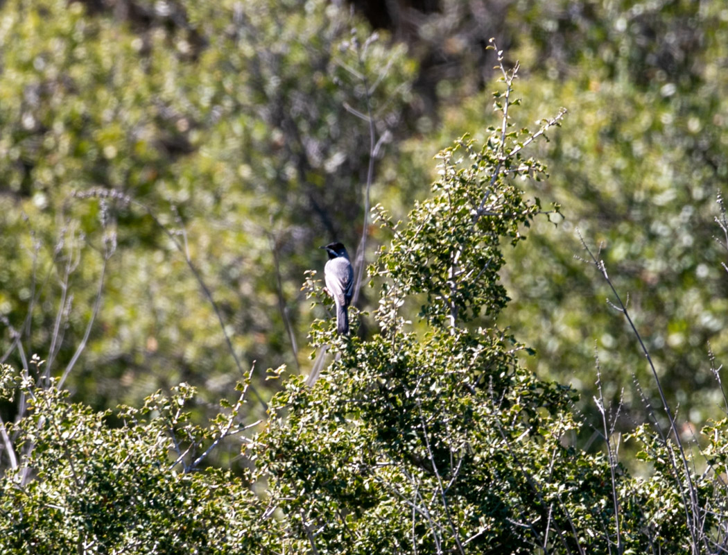 Rüppell`s Warbler