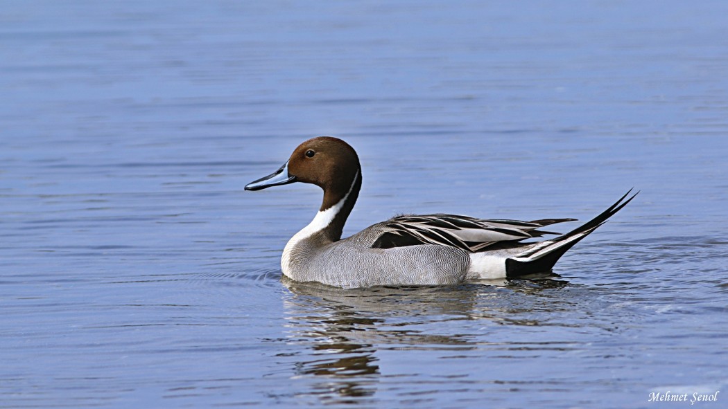 Northern Pintail