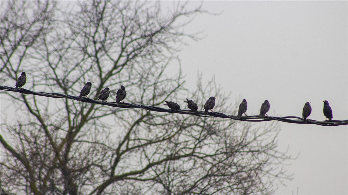 Common Starling