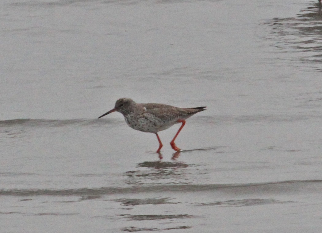 Common Redshank