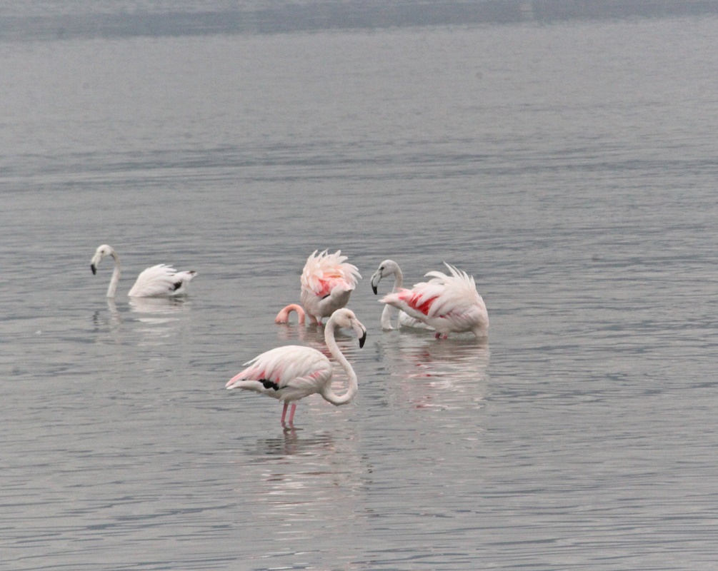 Greater Flamingo