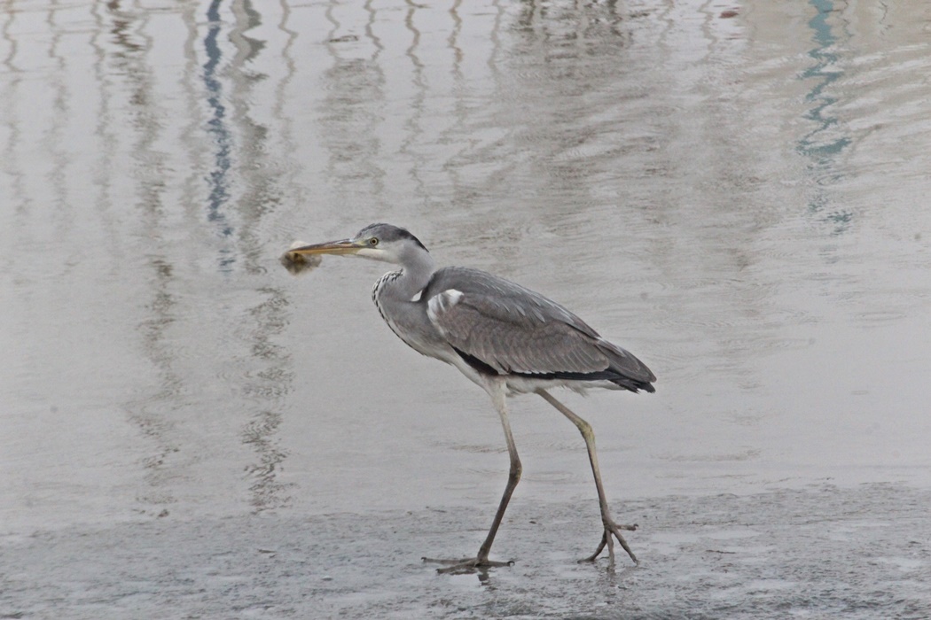 Grey Heron