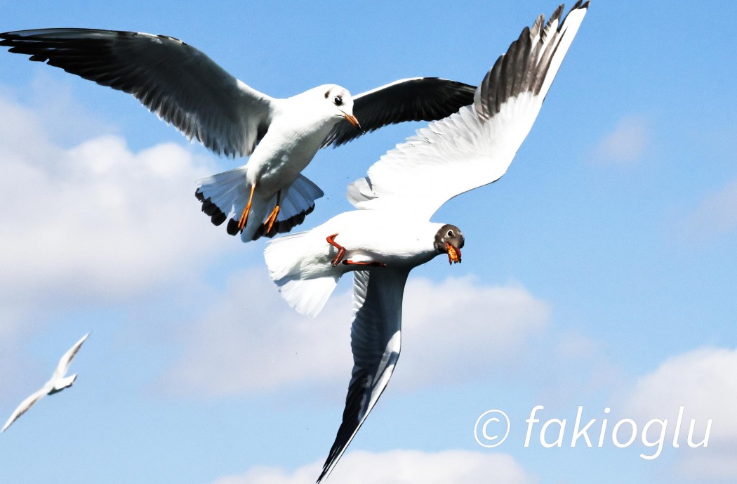 Black-headed Gull