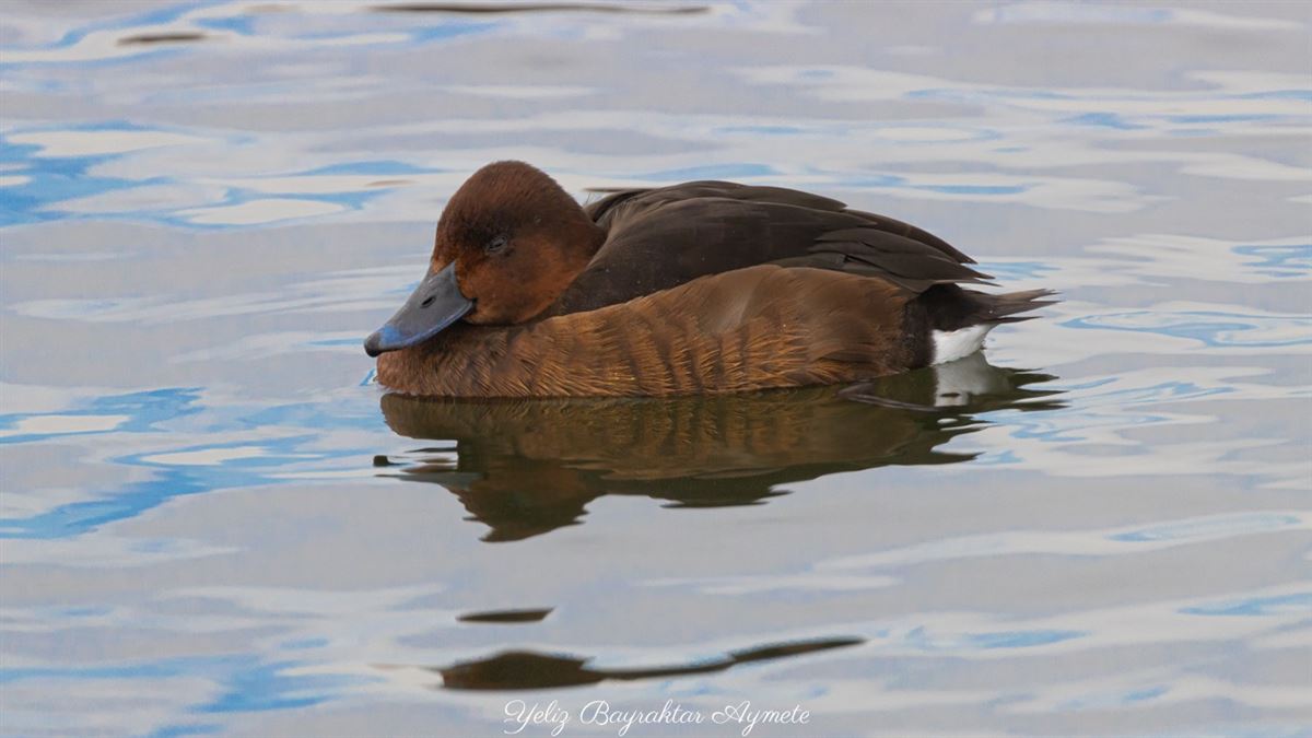 Ferruginous Duck