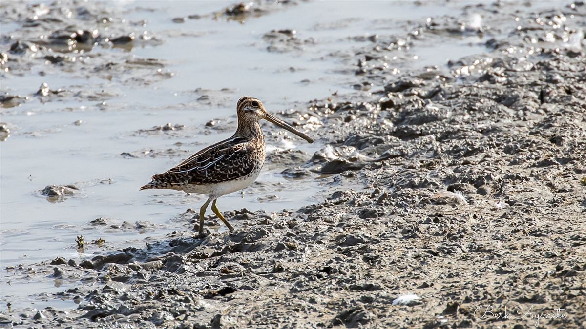 Common Snipe